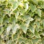 Hedera helix 'Goldchild' (Mobilane kant en klaar haag) blad