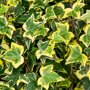 Hedera helix 'Goldchild' (Mobilane kant en klaar haag) blad
