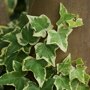 Hedera helix 'Goldchild'