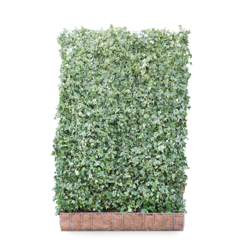 Hedera helix 'White Ripple' (Mobilane kant en klaar haag)
