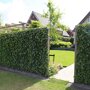 Hedera helix 'Woerner' (Mobilane kant en klaar haag) als erfafscheiding