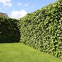 Hedera helix 'Woerner' (Mobilane kant en klaar haag) met gazon