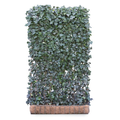 Hedera helix 'Woerner' (Mobilane kant en klaar haag)