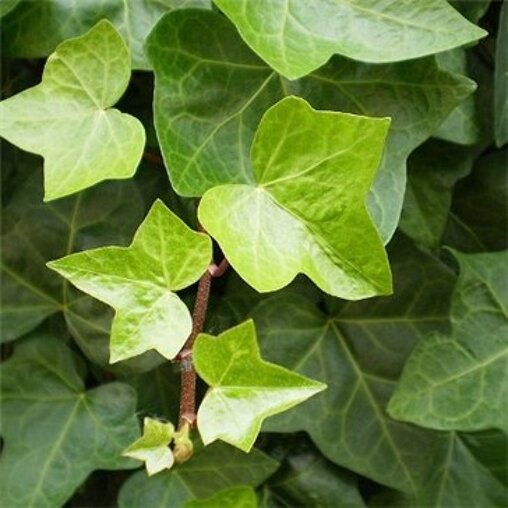 Hedera Helix, kleinbladige klimop