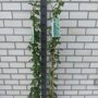 Hedera hibernica, zo worden ze geleverd