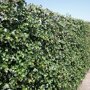 Hedera hibernica erfafscheiding (Mobilane kant en klaar haag)