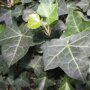 Hedera hibernica blad (Mobilane kant en klaar haag)