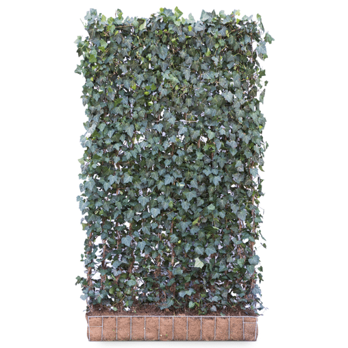 Hedera hibernica (Mobilane kant en klaar haag)