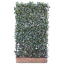 Hedera hibernica (Mobilane kant en klaar haag)