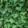 Hedera hibernica, de grootbladige klimop