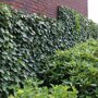Hedera helix 'Woerner' (Mobilane kant en klaar haag) tegen muur