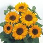 Helianthus Sunrich Orange F1