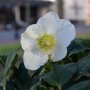 Helleborus niger