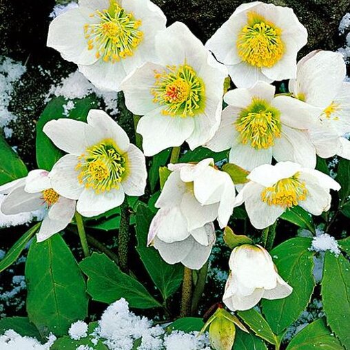 Helleborus niger