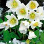 Helleborus niger
