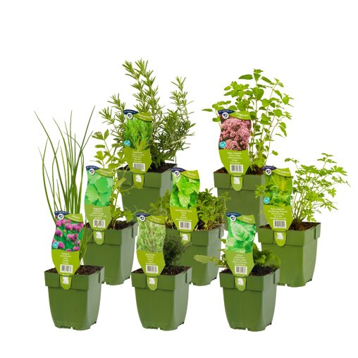 Borderpakket Herb Garden