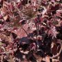 Heuchera americana 'Palace Purple'