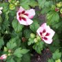 Hibiscus syriacus 'Hamabo'