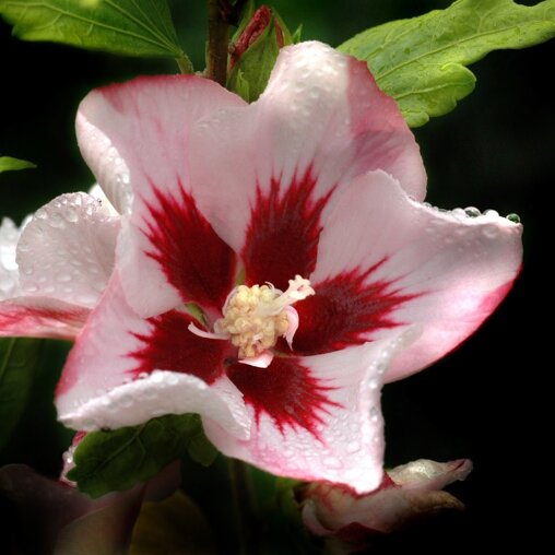 Hibiscus syriacus 'Hamabo'
