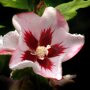 Hibiscus syriacus 'Hamabo'
