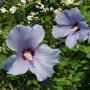 Hibiscus syriacus 'Oiseau Bleu'