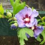 Hibiscus syriacus 'Oiseau Bleu'