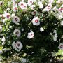 Hibiscus syriacus 'Red Heart'