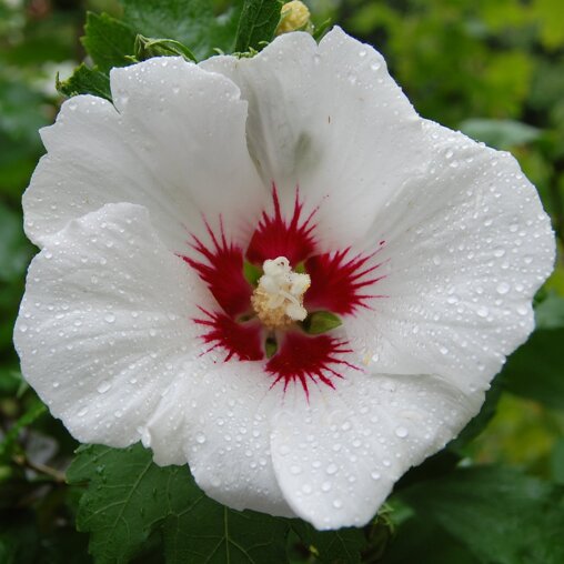 Hibiscus syriacus 'Red Heart'