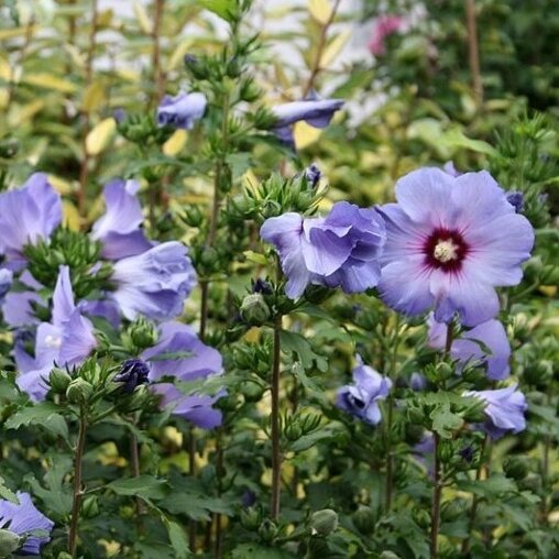 Hibiscus syriacus 'Oiseau Bleu'