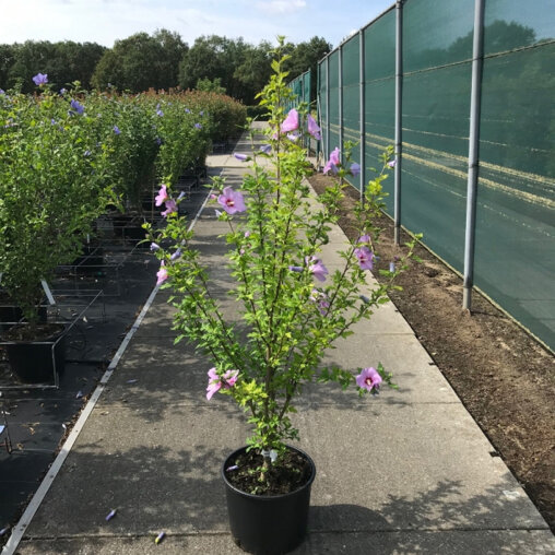 Hibiscus syriacus 'Woodbridge'
