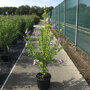 Hibiscus syriacus 'Woodbridge'