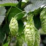 Humulus lupulus hopbellen