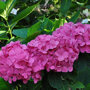 Hydrangea macrophylla 'Bouquet Rose'