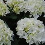 Boerenhortensia wit