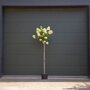 hortensia-op-stam-lime-light-180-cm
