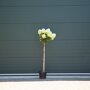 hortensia-op-stam-lime-light-80-100-cm