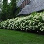 Hydrangea paniculata 'Grandiflora'