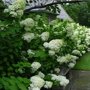 Hydrangea paniculata 'Grandiflora'