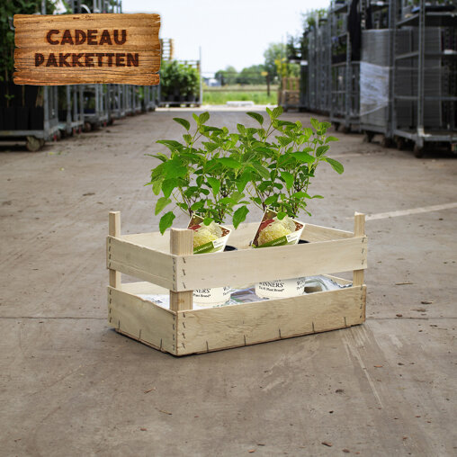 Hortensia cadeaupakket