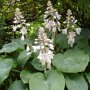 Blauwgroene hosta