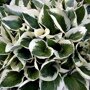 Bonte hosta