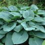 Blauwgroene hosta