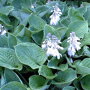 Blauwgroene hosta