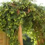 Humulus lupulus pergola