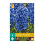 Hyacintenbollen Blue Jacket (zakje van 5 stuks)