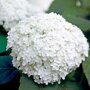 Hydrangea arborescens 'Annabelle', sneeuwbal hortensia