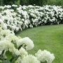 Hydrangea arborescens 'Incrediball'