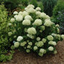 Hydrangea arborescens 'Incrediball'