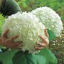 Hydrangea arborescens 'Incrediball'