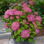 Hydrangea arborescens 'Invincibelle'